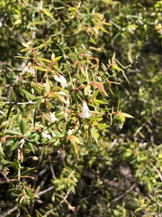Styphelia setigera