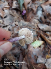 Inocybe lilacina
