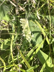 Spiranthes cernua