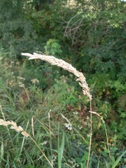 Phalaris arundinacea