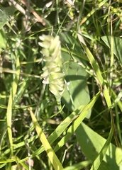 Spiranthes cernua