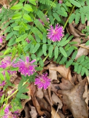Mimosa nuttallii