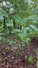 Prunus padus