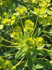Euphorbia stepposa