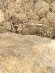 Sceloporus occidentalis bocourtii