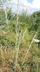 Thinopyrum intermedium