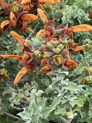 Salvia aurea