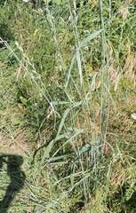 Thinopyrum intermedium