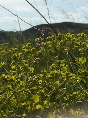 Euphorbia stepposa