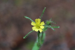 Sigesbeckia jorullensis