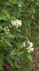 Solanum bonariense
