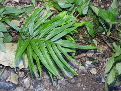 Pteris cretica
