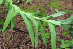 Pseudognaphalium liebmannii