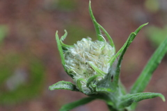 Pseudognaphalium liebmannii