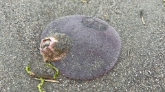 Dendraster excentricus