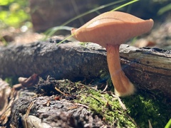 Chalciporus piperatus