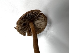 Inocybe napipes