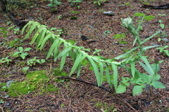 Pseudognaphalium liebmannii