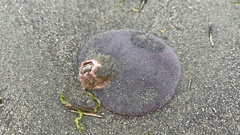 Dendraster excentricus