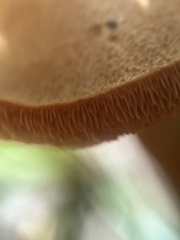 Chalciporus piperatus