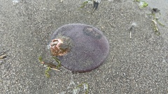 Dendraster excentricus