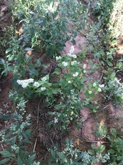 Fagopyrum esculentum