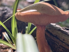 Chalciporus piperatus