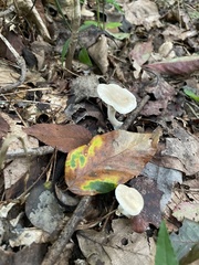 Clitocybaceae