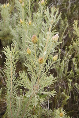 Leucadendron rubrum