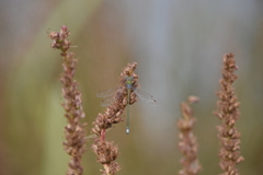 Lestes virens vestalis