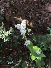 Fagopyrum esculentum