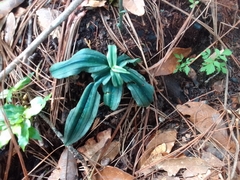 Habenaria floribunda