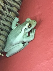 Trachycephalus mesophaeus