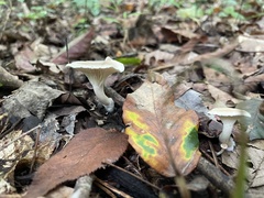 Clitocybaceae