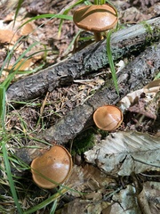 Chalciporus piperatus