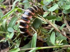 Arthrophaga myriapodina