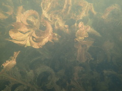 Potamogeton amplifolius