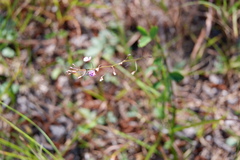 Desmodium marilandicum