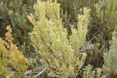 Leucadendron rubrum