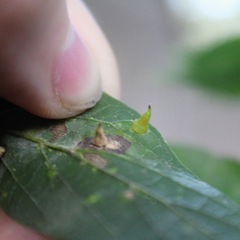 Celticecis spiniformis