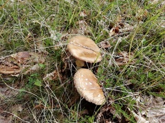 Amanita pantherina