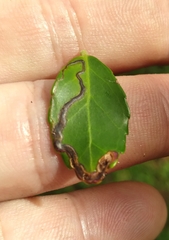 Phytomyza vomitoriae