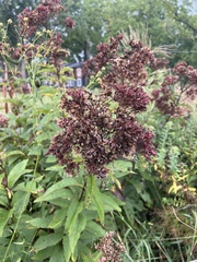 Eutrochium maculatum