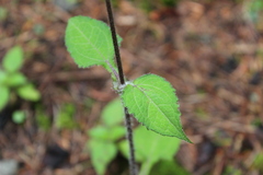 Sigesbeckia jorullensis