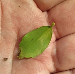 Phytomyza vomitoriae