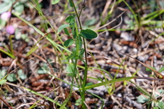 Desmodium marilandicum