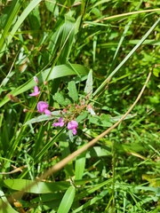 Desmodium canadense