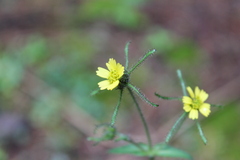 Sigesbeckia jorullensis