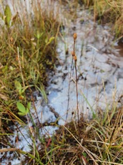 Juncus stygius