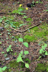 Sigesbeckia jorullensis